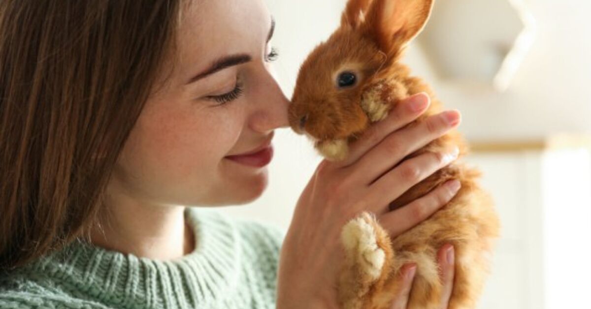 10 Causes Why Rabbits Make Good Pets