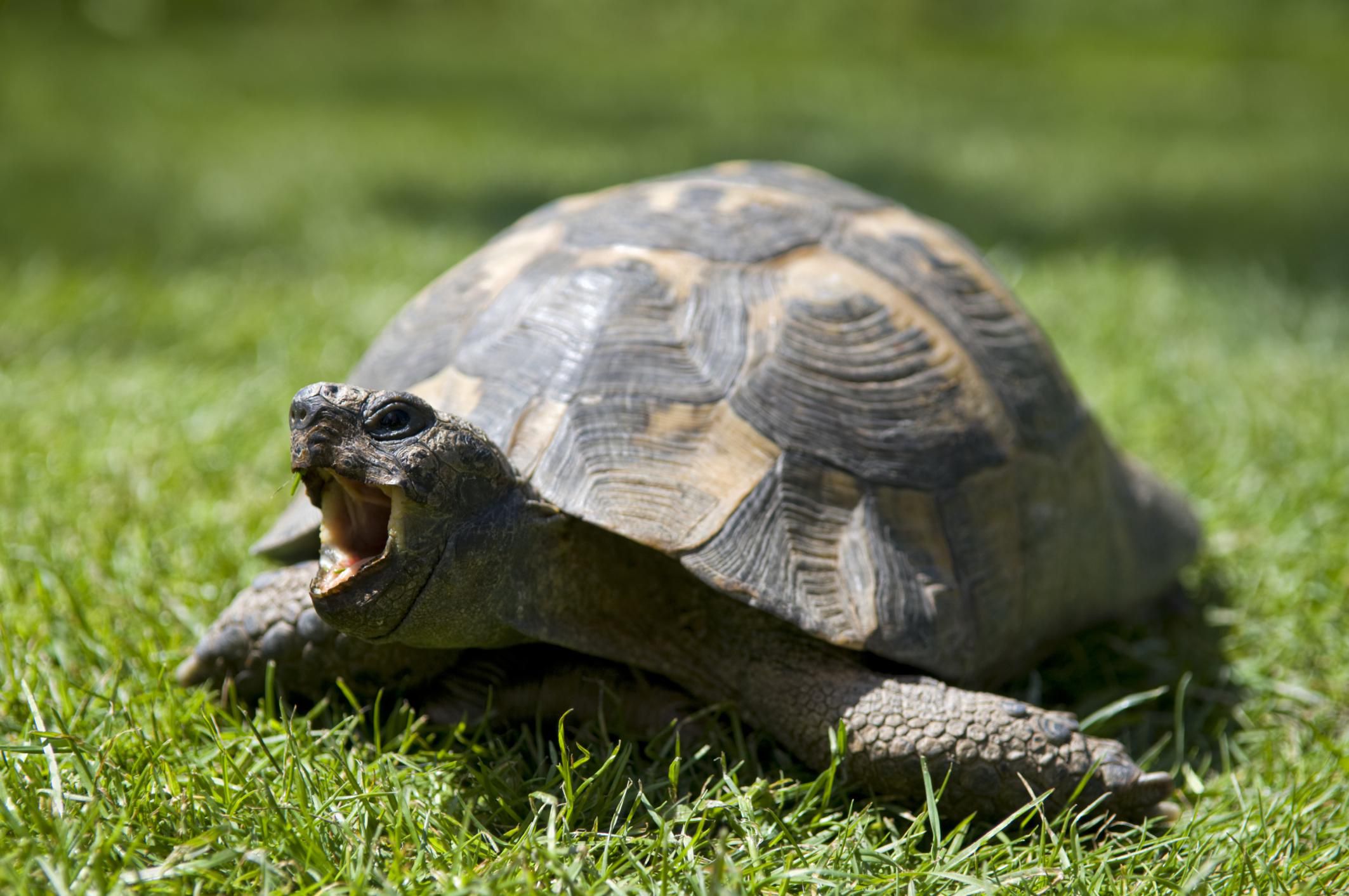 An Introduction to Pet Tortoises