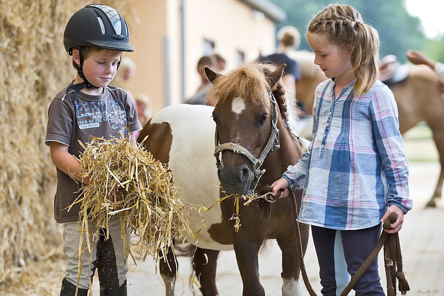 Feeding Ponies: Appropriate Diets and Vitamin