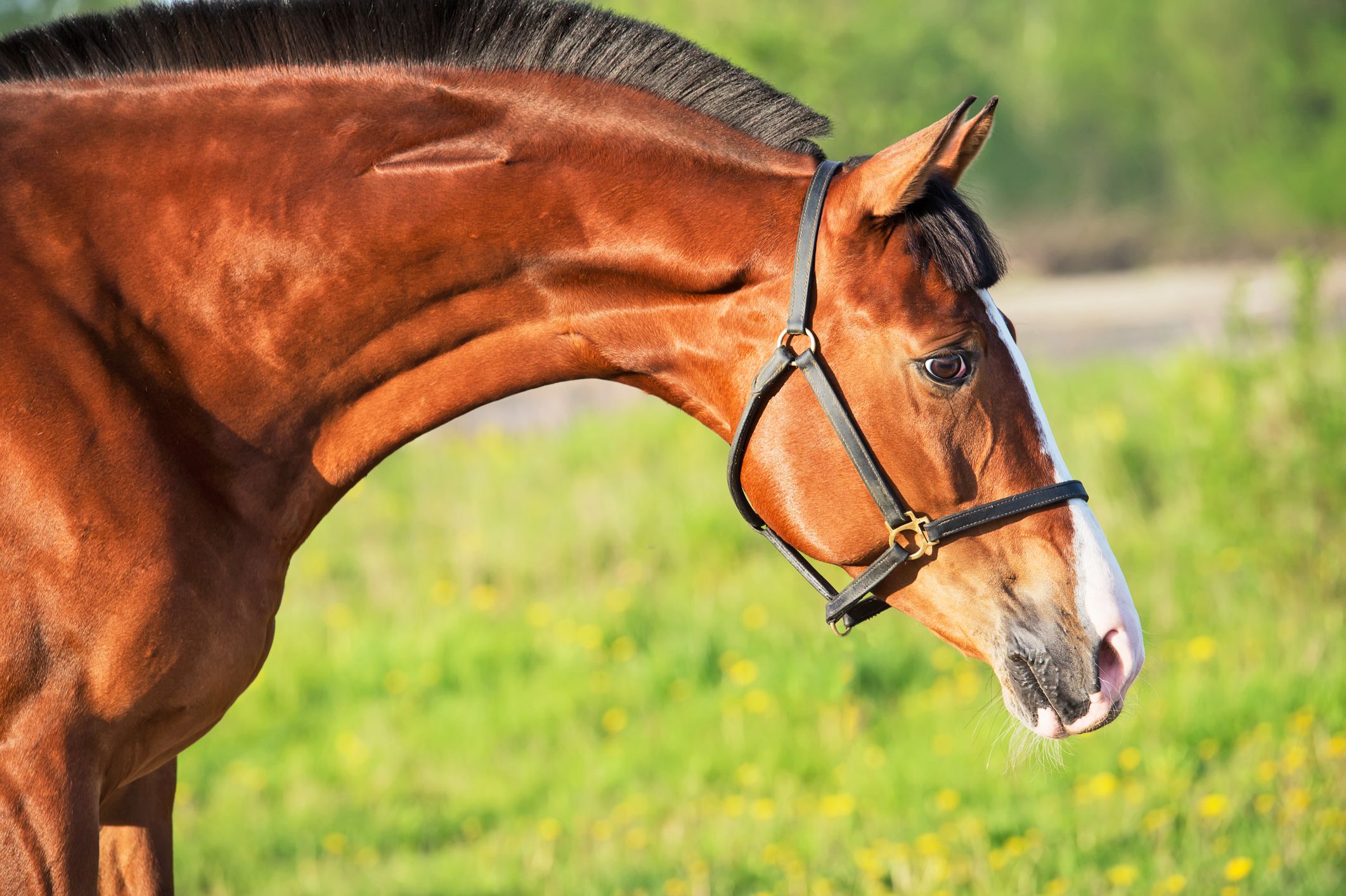 Brown Horse Names