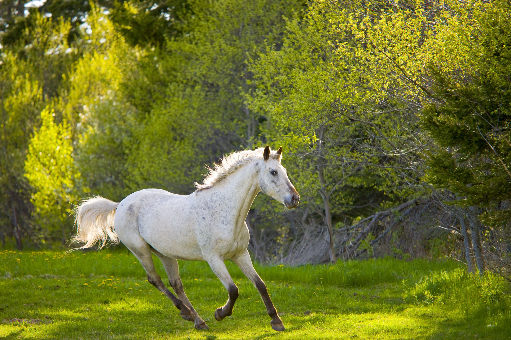 Sunburn or Photosensitivity in Horses