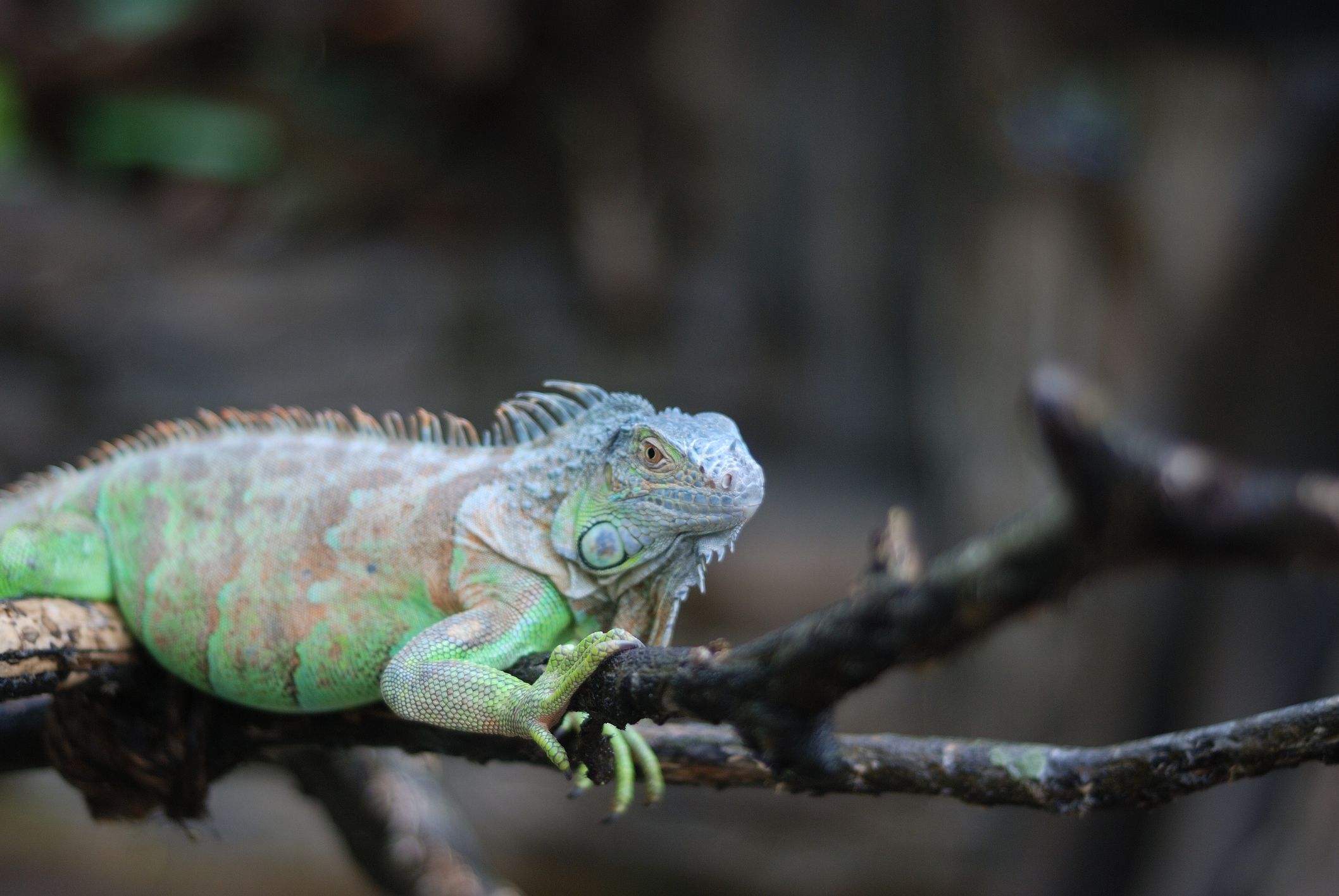 A Data to Caring for Iguanas as Pets