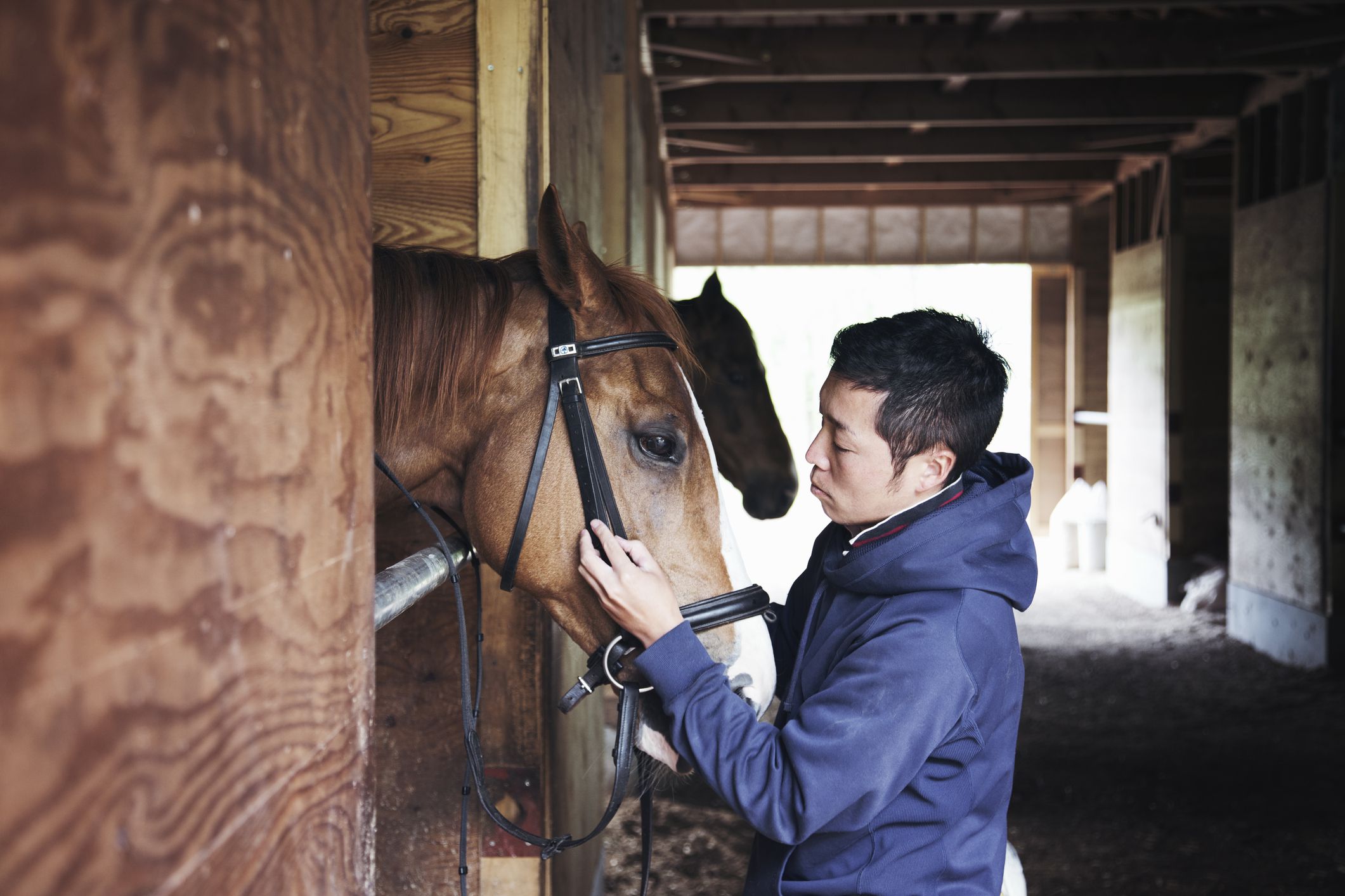 Frequent Causes of Sudden Lack of life in Horses