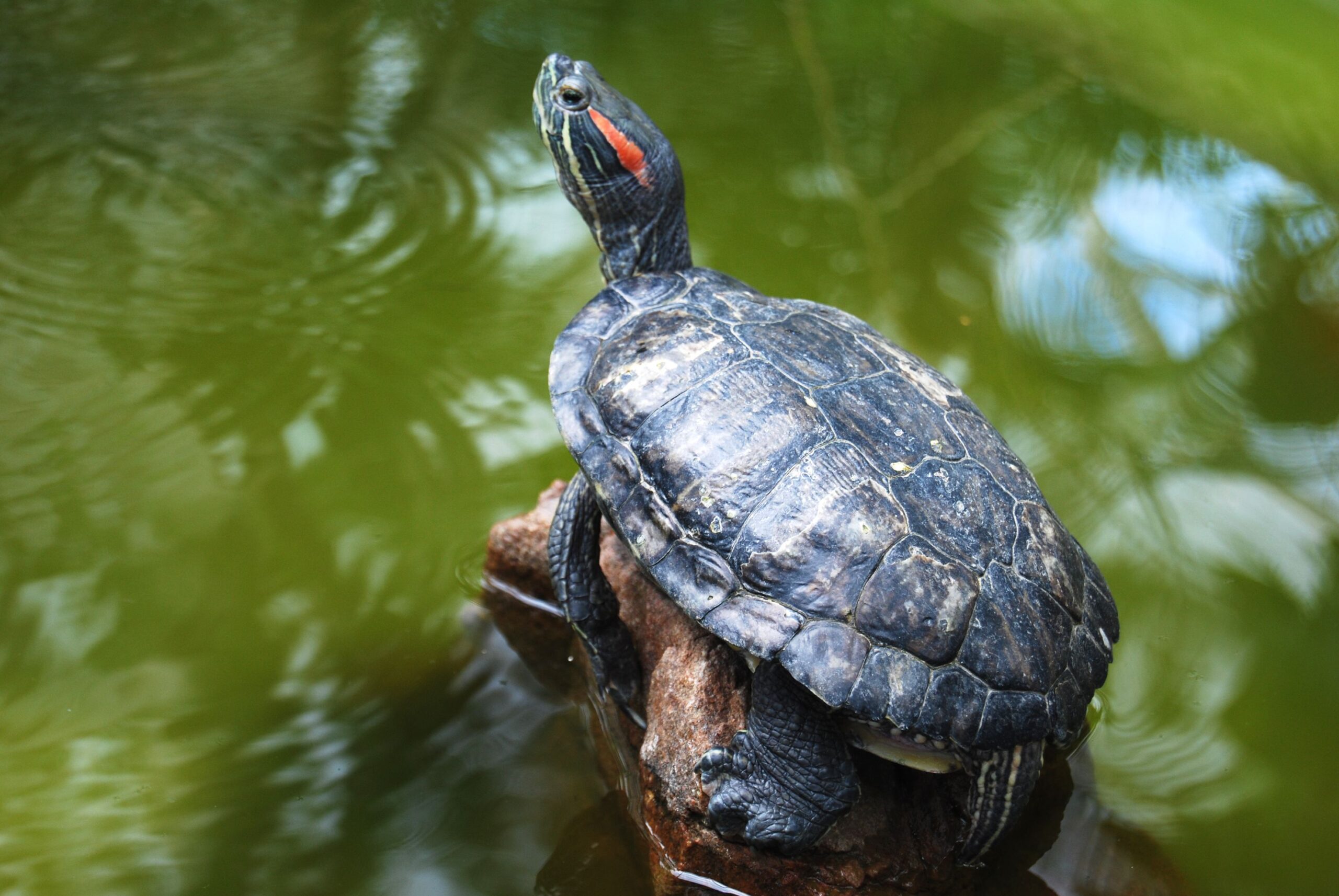 What Must I Feed My Purple-Eared Slider Turtle?