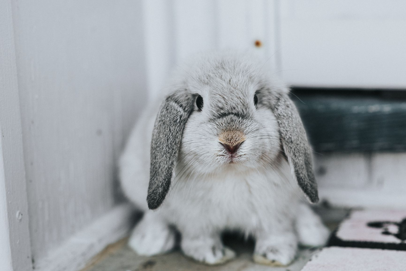 What to Do If Your Rabbit Is Sick