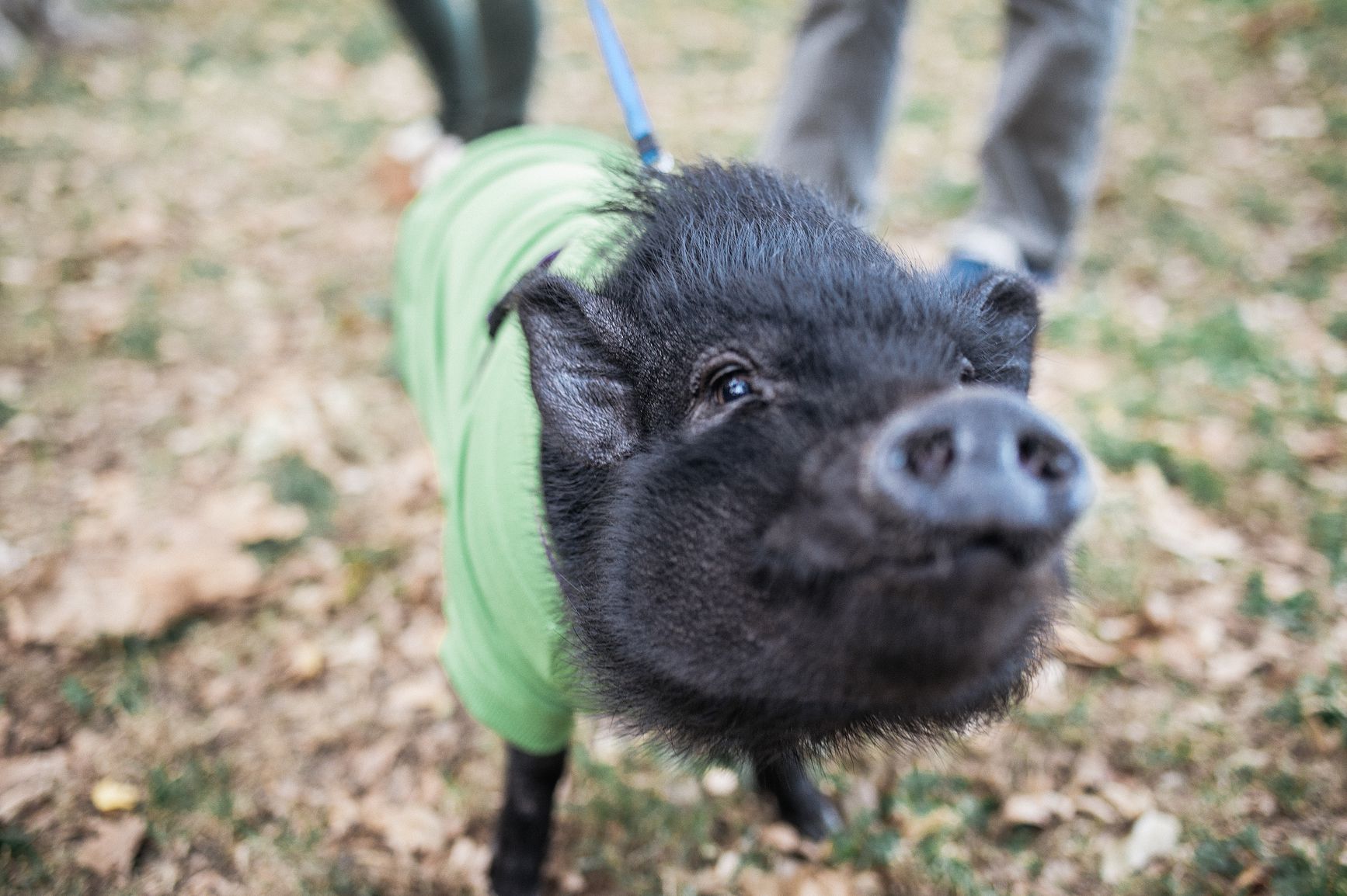 Learn the way to Deal with Pet Potbellied Pigs