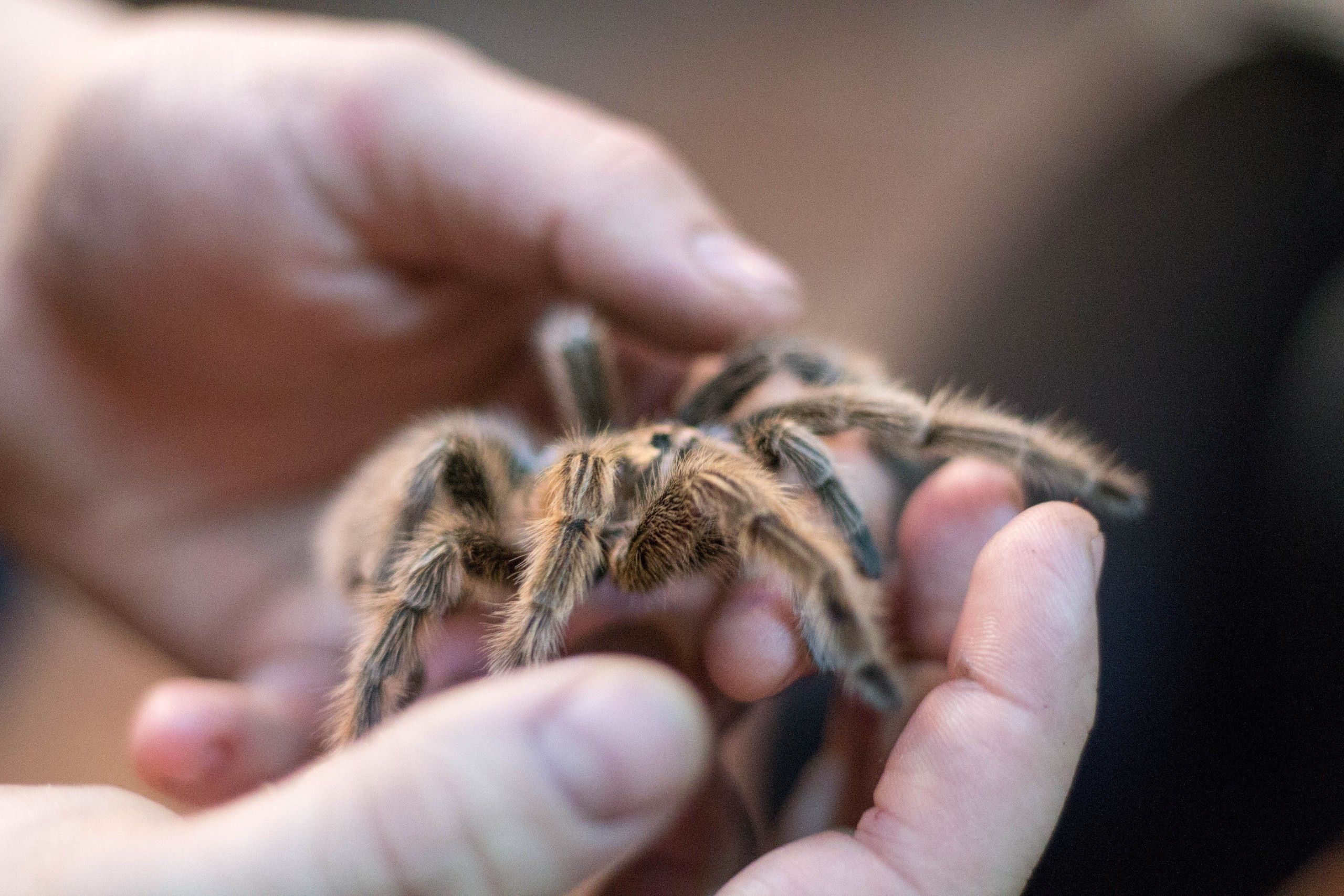 Discover ways to Care for a Pet Tarantula