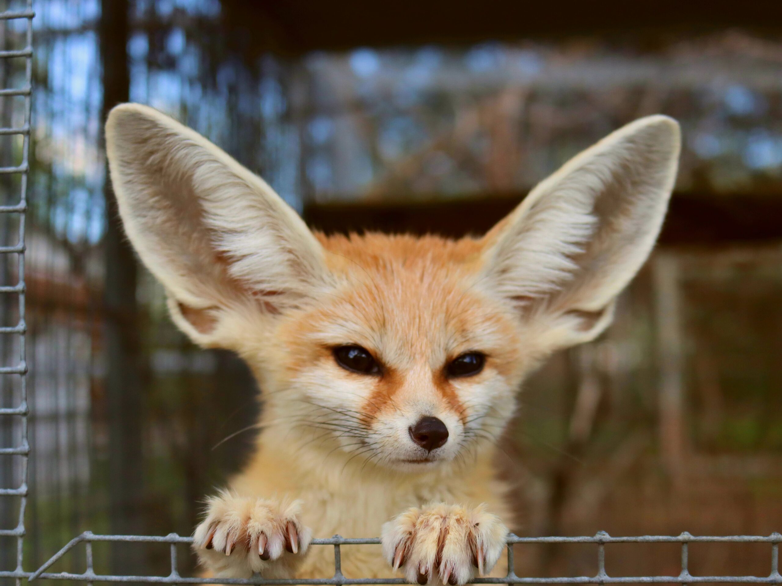 Should You Protect a Fennec Fox (Desert Fox) as a Pet?