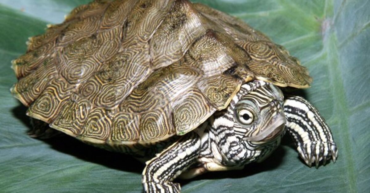 Cagle’s Map Turtle Information and Pictures – PetGuide