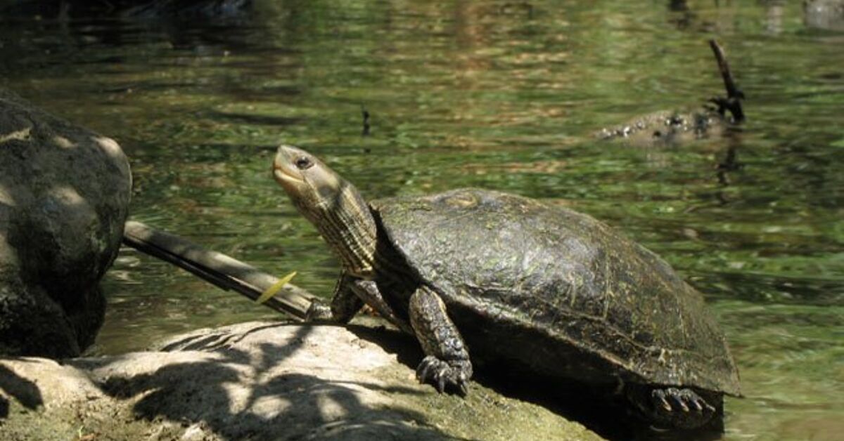 Caspian Pond Turtle Knowledge and Footage – PetGuide