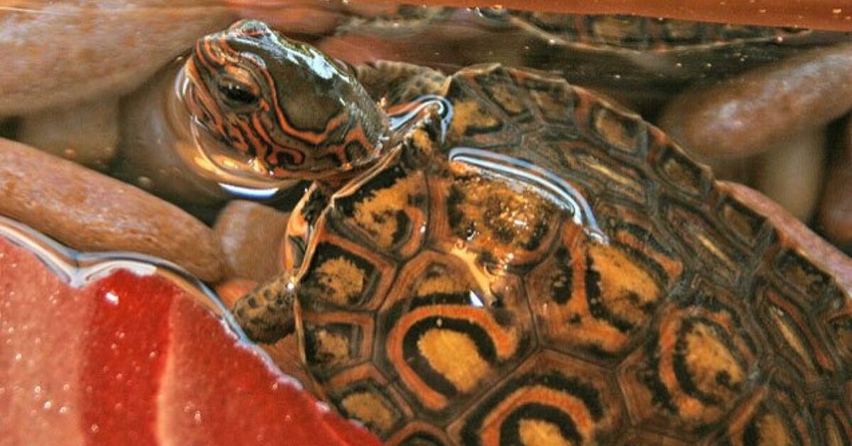 Central American Picket Turtle Information and Footage – PetGuide