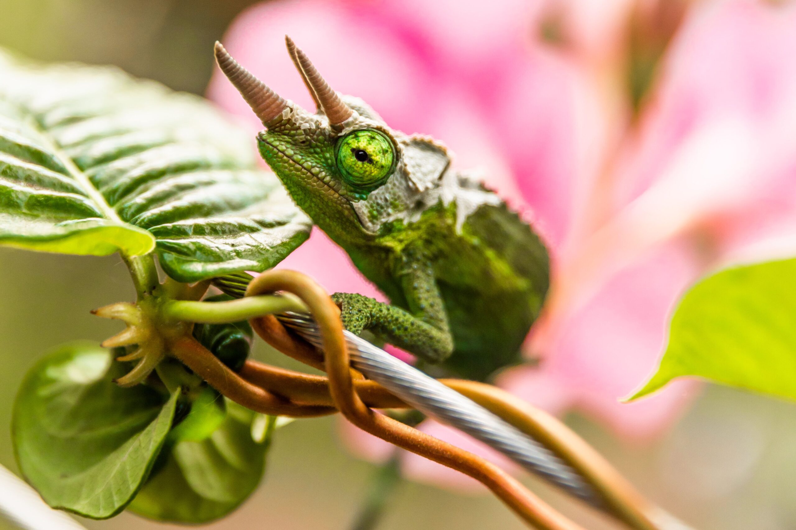 A Data to Caring for Pet Chameleons