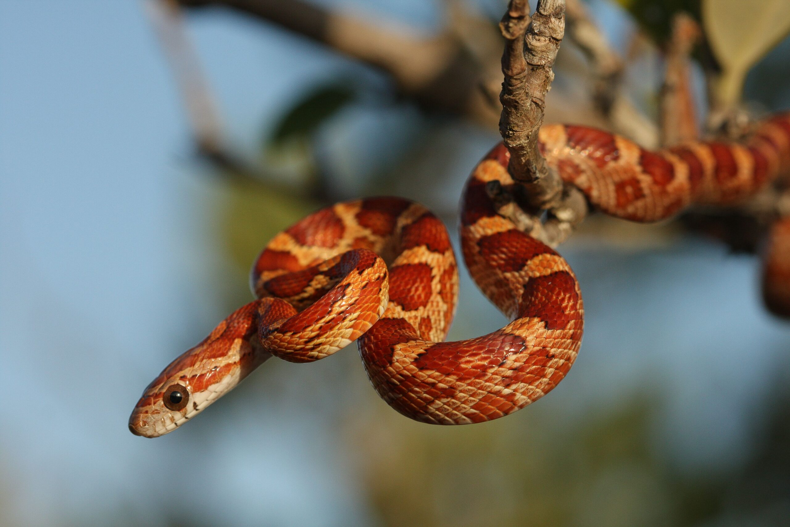 A Info to Caring for Pet Corn Snakes