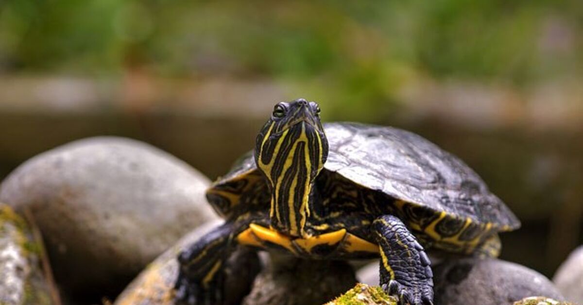 Jap Painted Turtle Data and Photographs – PetGuide