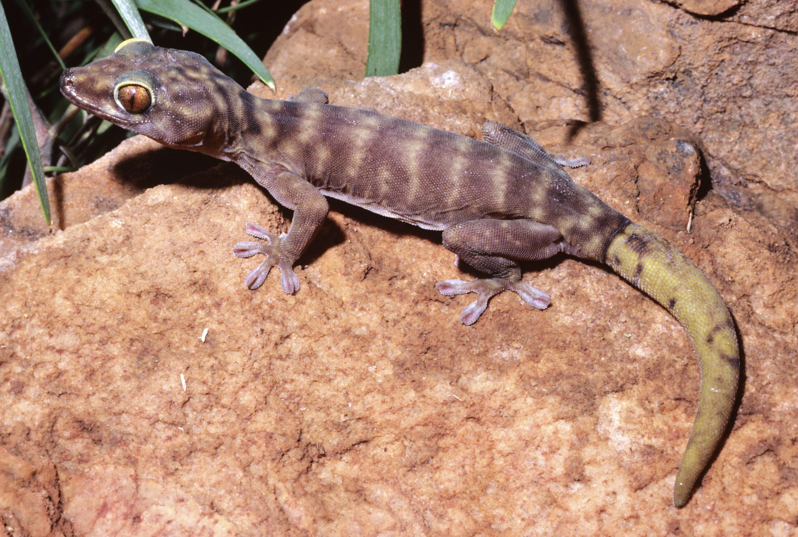 What to Do If Your Gecko Loses Its Tail