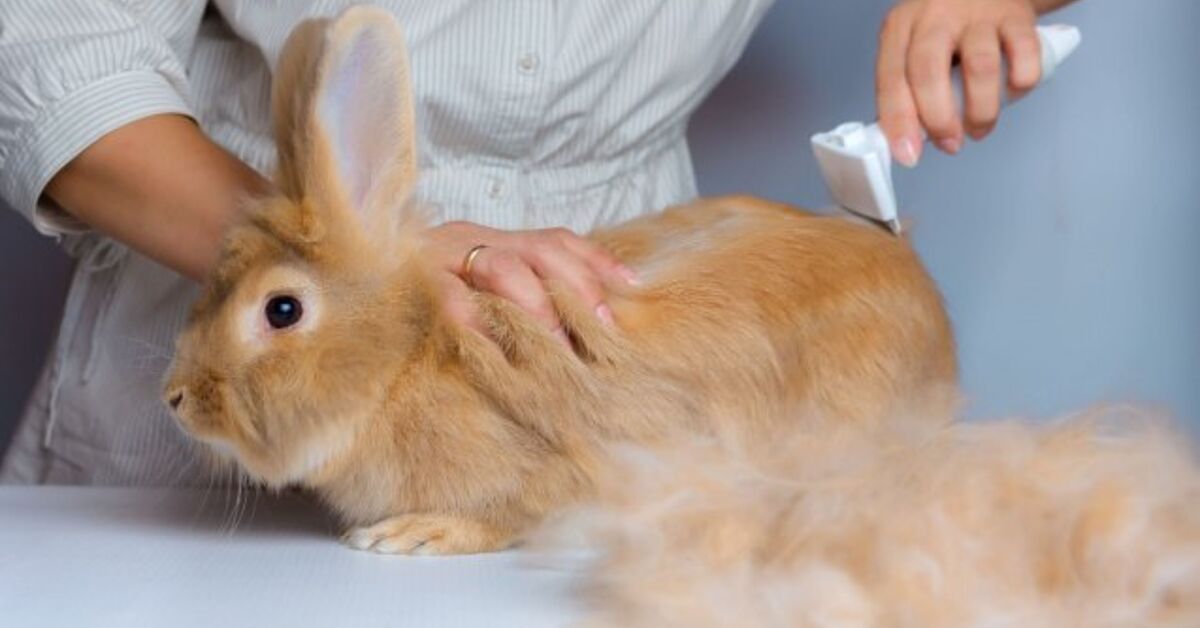 Grooming Your Rabbit: All of the items You Should Know