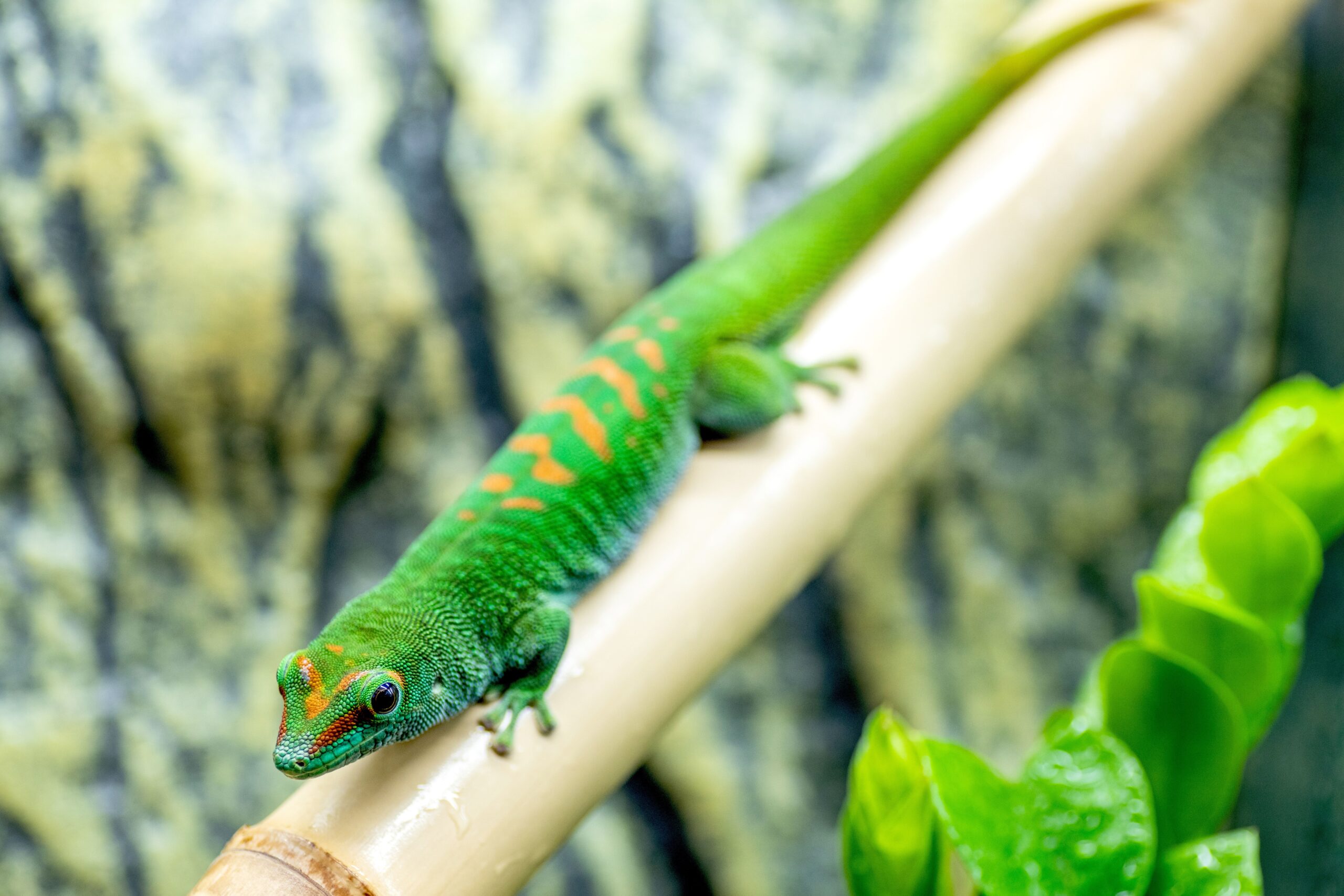 Geckos as Pets – Care Data and Introduction