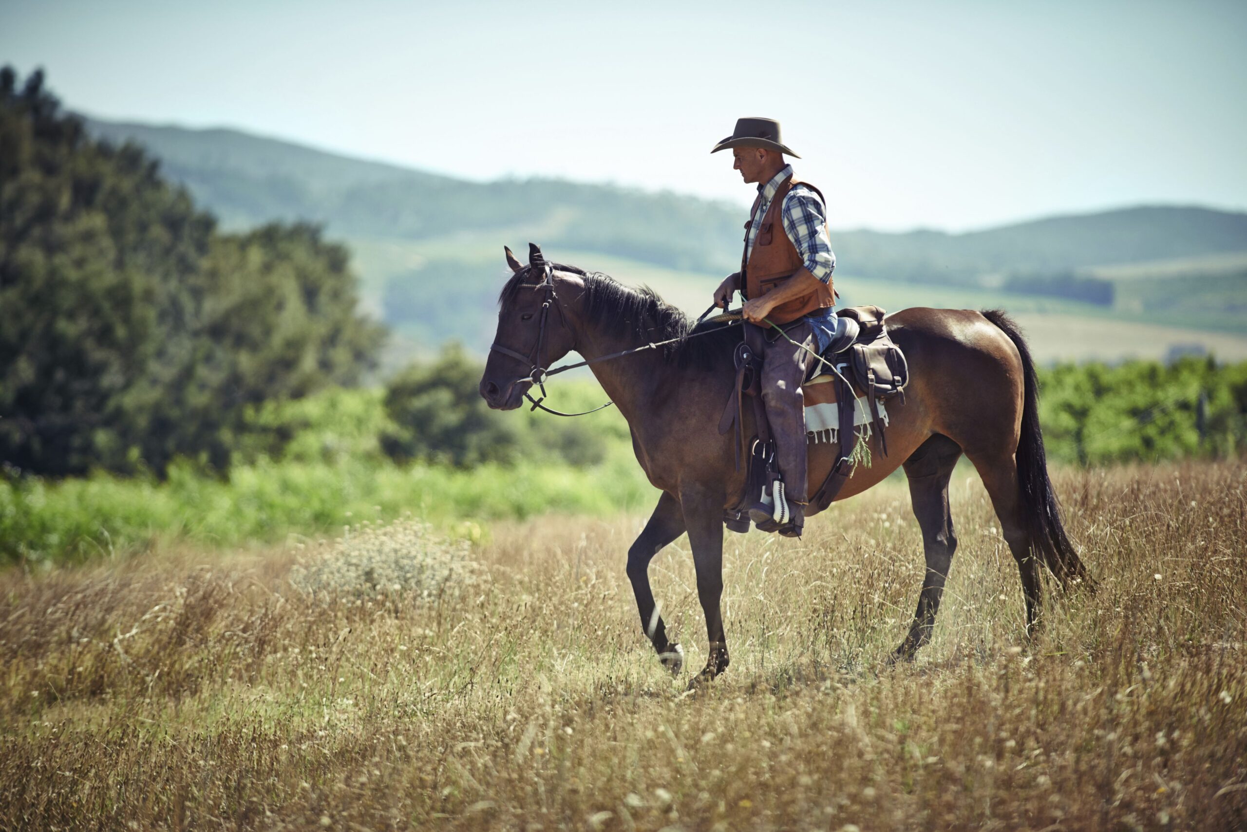 Western vs. English Utilizing: How Are They Fully totally different?