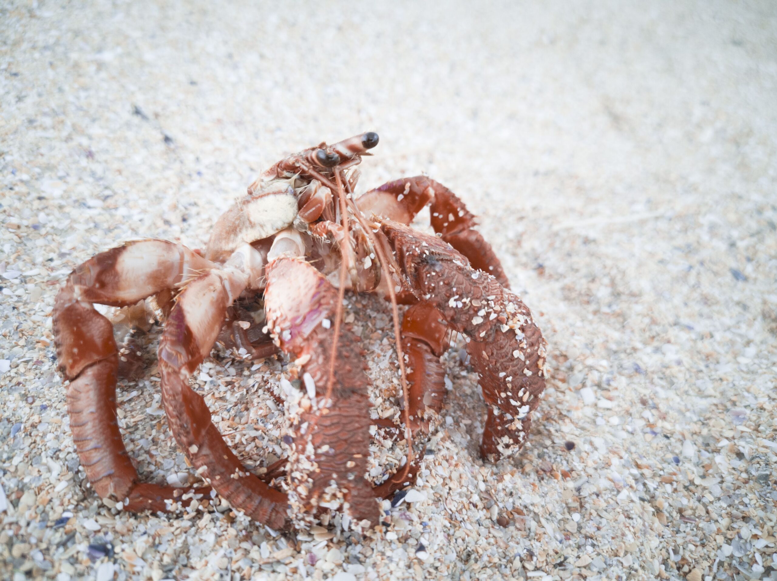 Shell Evacuation in Hermit Crabs