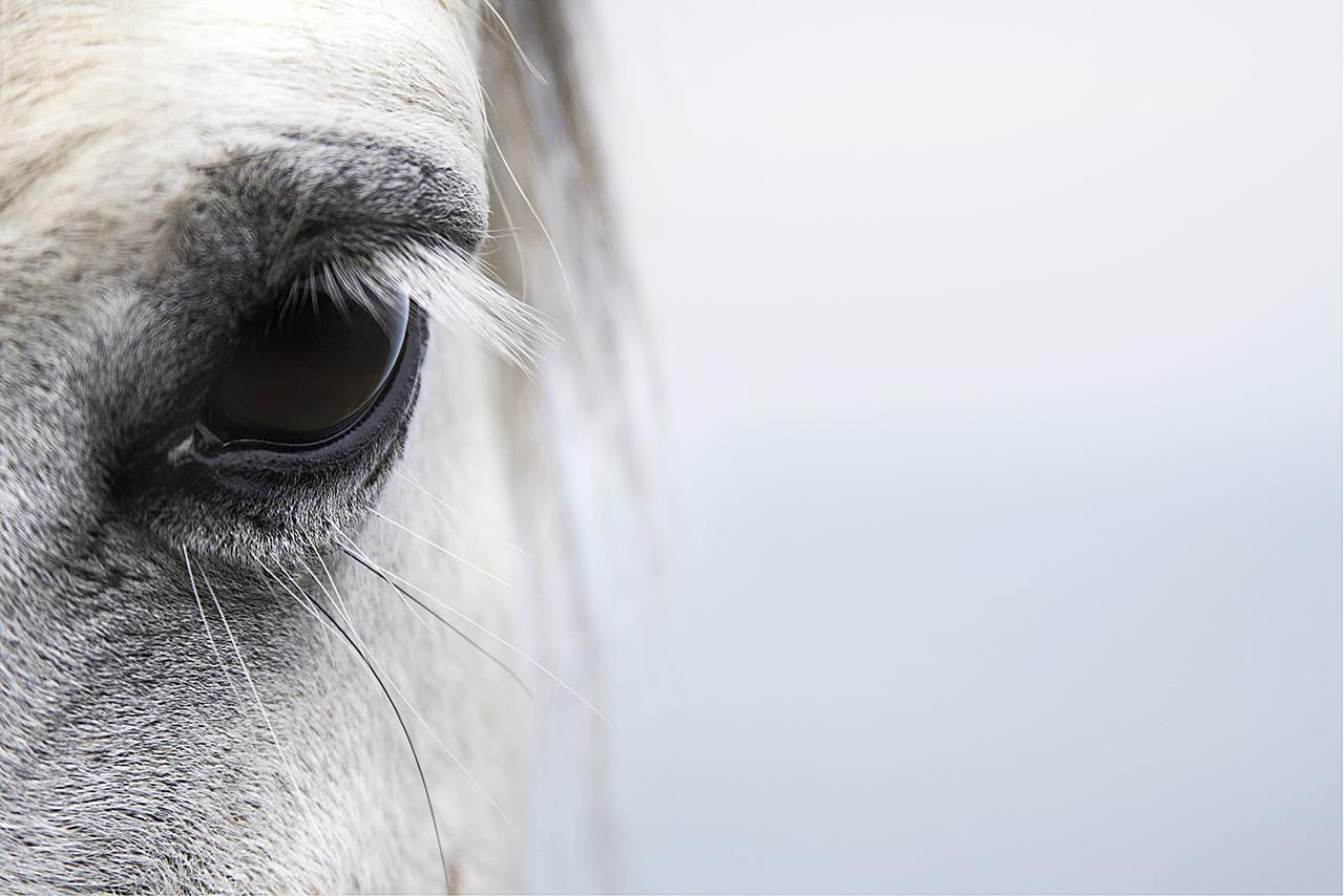 Eye Infections in Horses