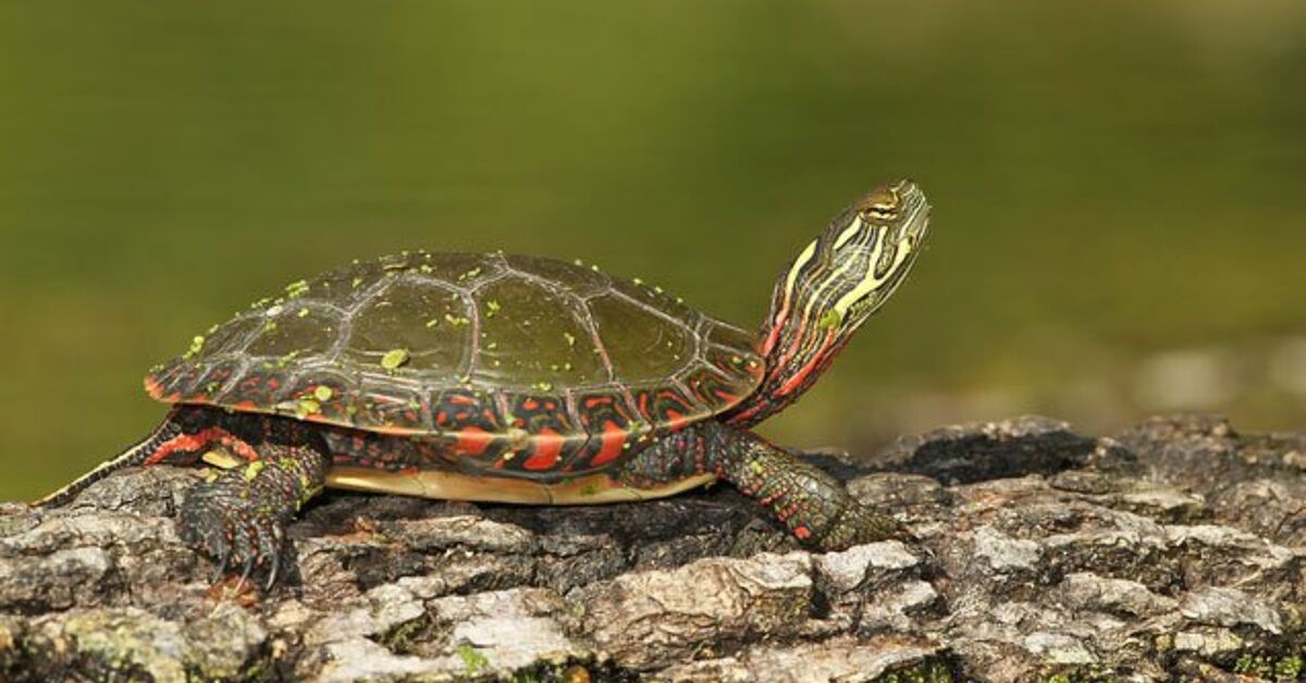 Midland Painted Turtle