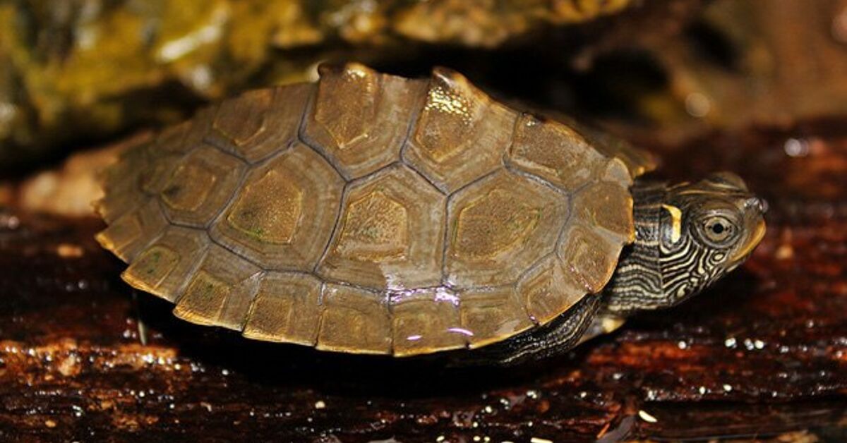 Mississippi Map Turtle Information and Footage – PetGuide