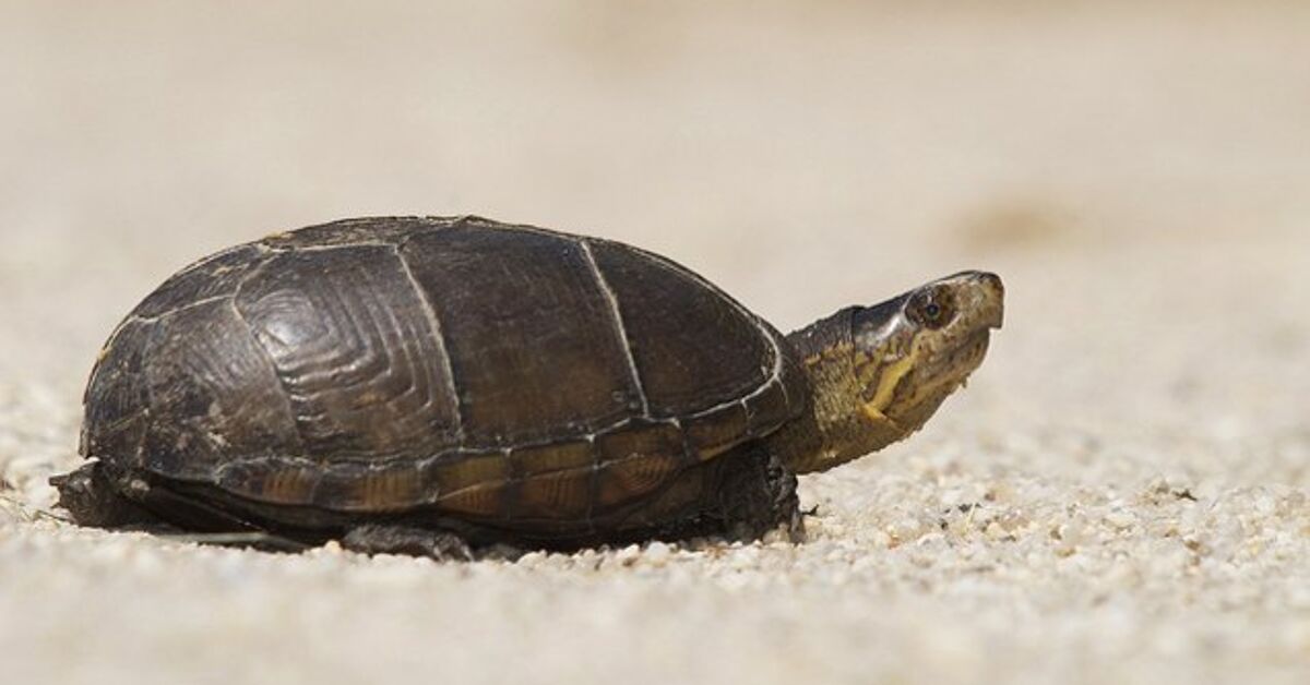 Mud Turtle Fundamentals, Information and Footage – PetGuide