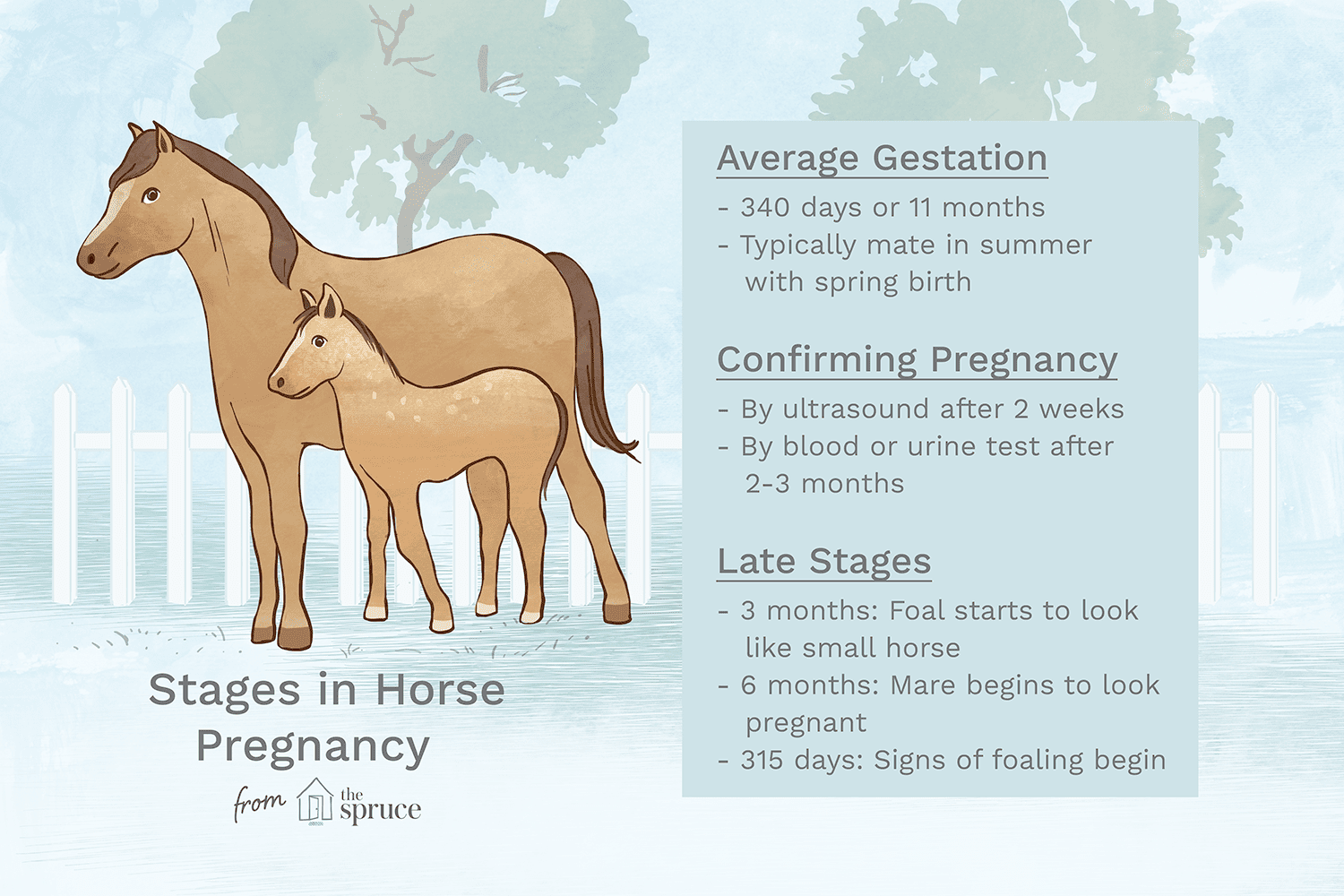 Indicators, Ranges, and One of the simplest ways to Care for a Pregnant Mare