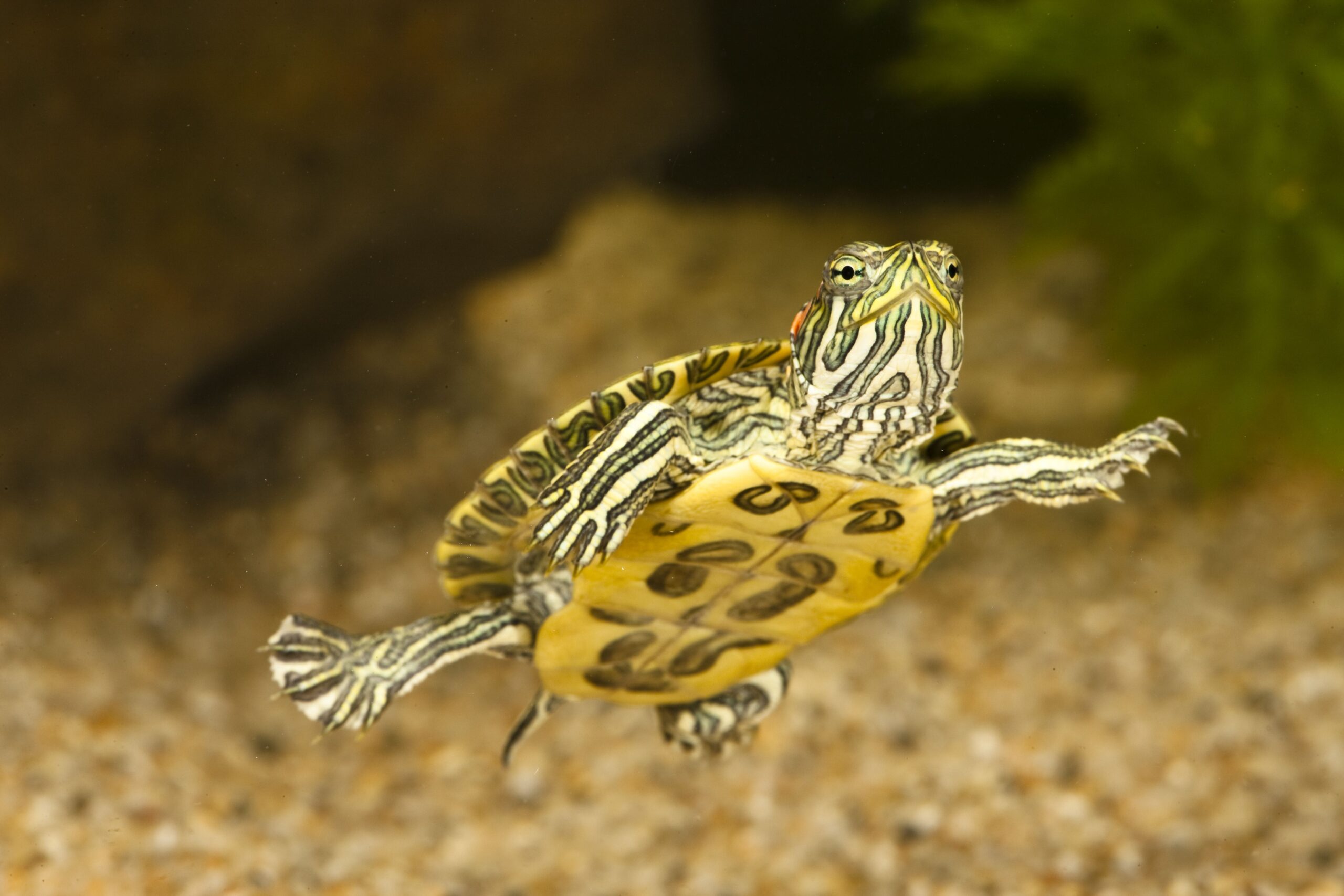 A Data to Caring for Pet Purple-Eared Sliders