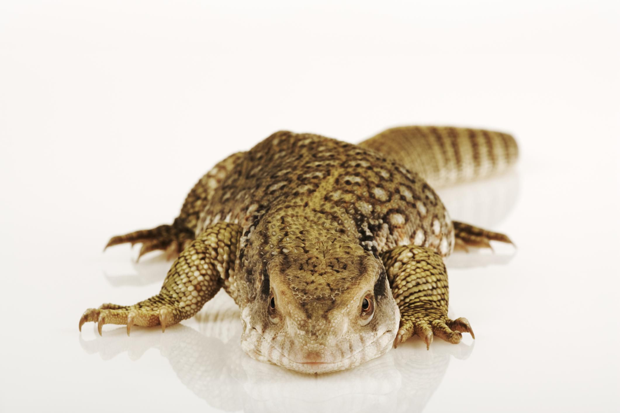 How one can Care for a Pet Savannah Monitor