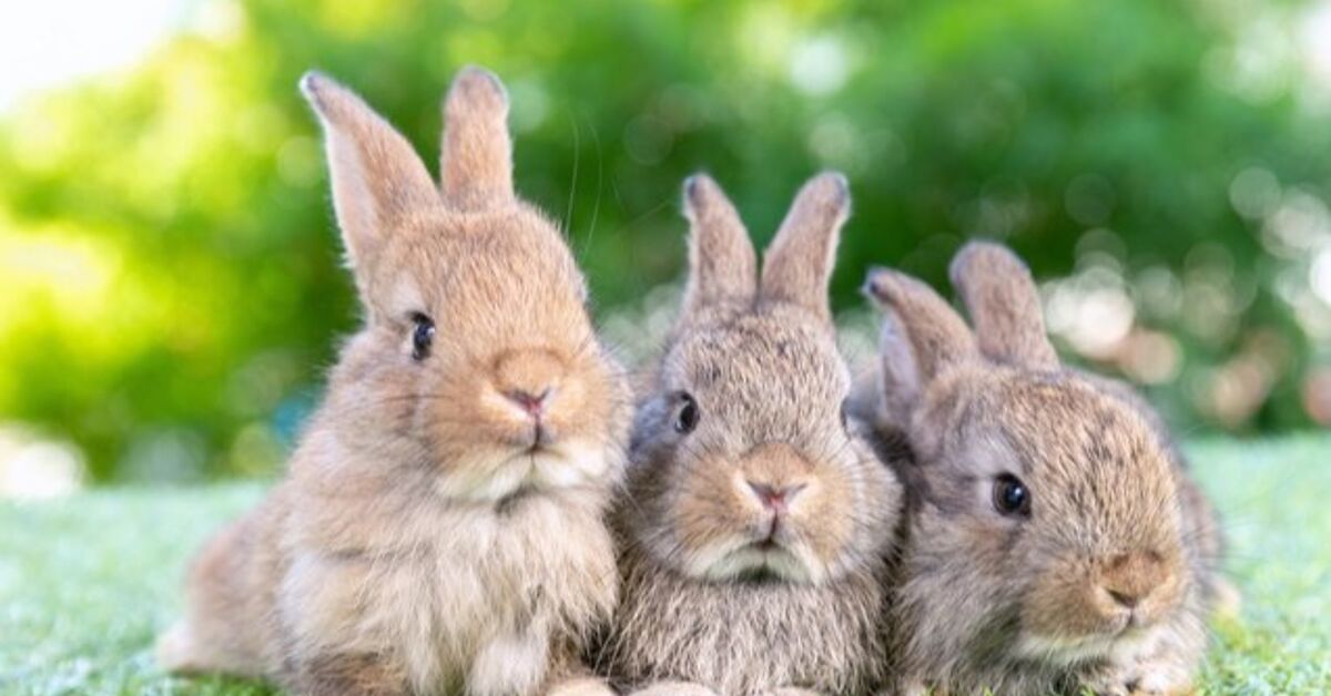 10 Biggest Rabbits for Pets