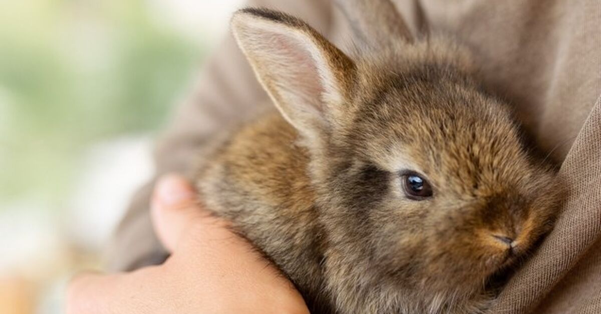 Best Rabbits for First Time Homeowners