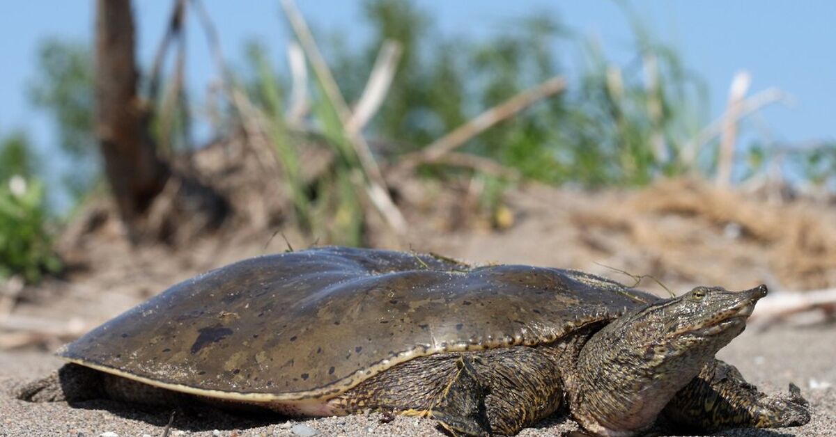 Spiny Softshell Turtle Information and Footage – PetGuide