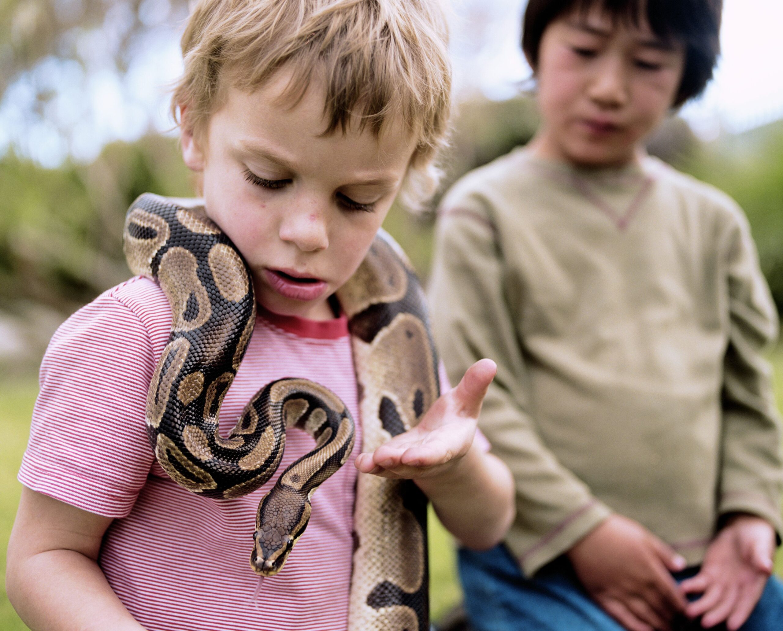 Do Ball Pythons Make Good Pets?