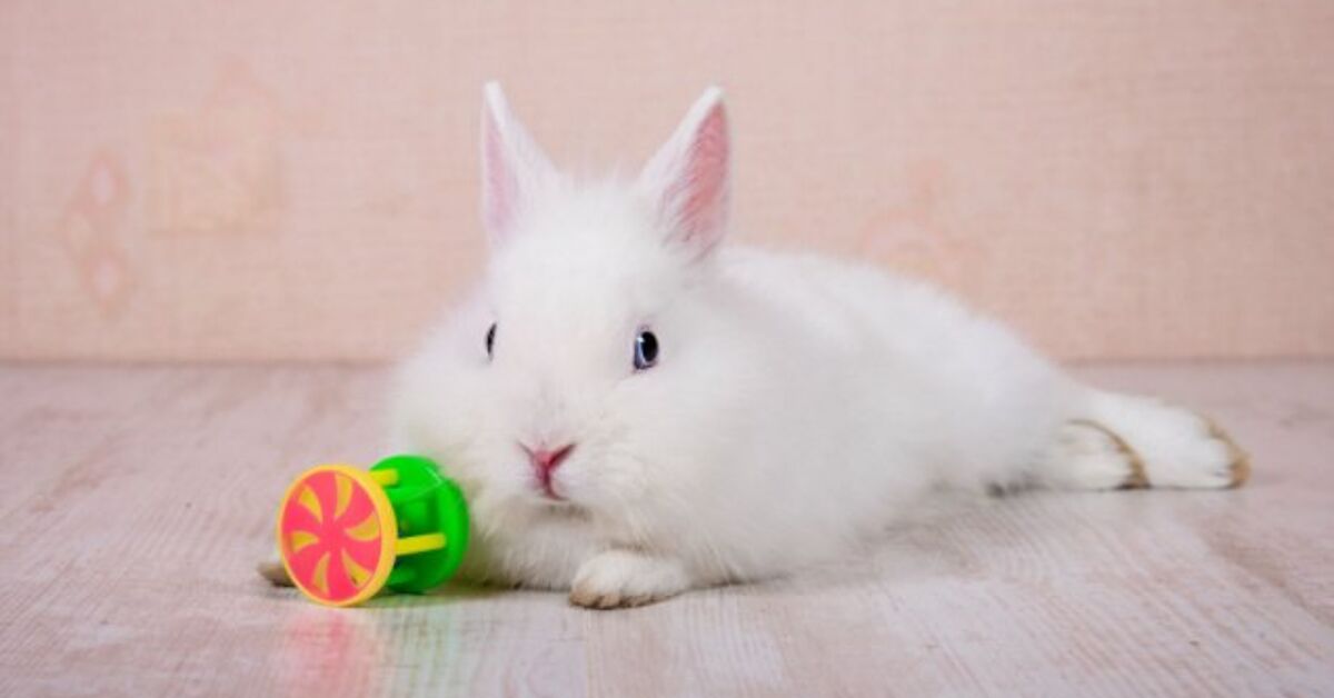 Why Enrichment Is Important for Rabbits and Learn the way to Current It